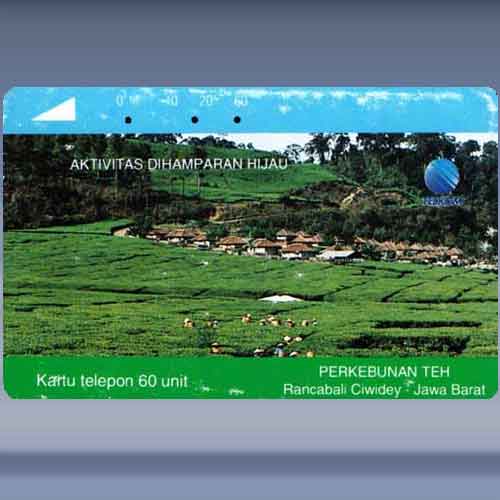 Tea Plantation